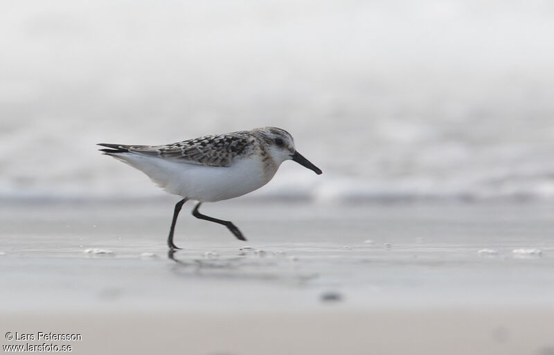 Bécasseau sanderling