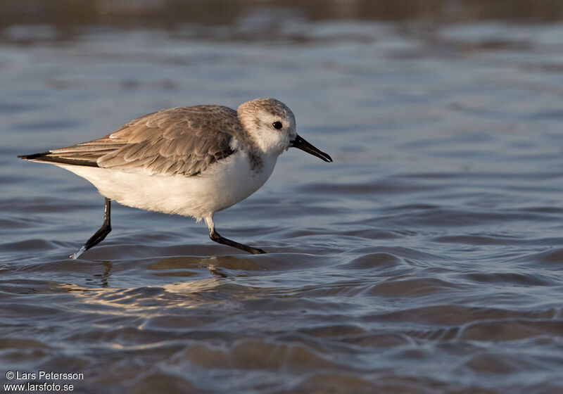 Bécasseau sanderling