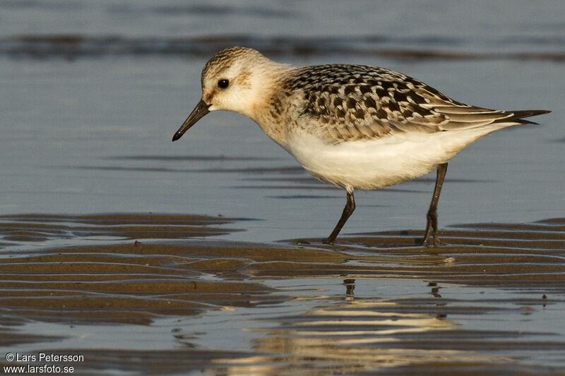 Bécasseau sanderling