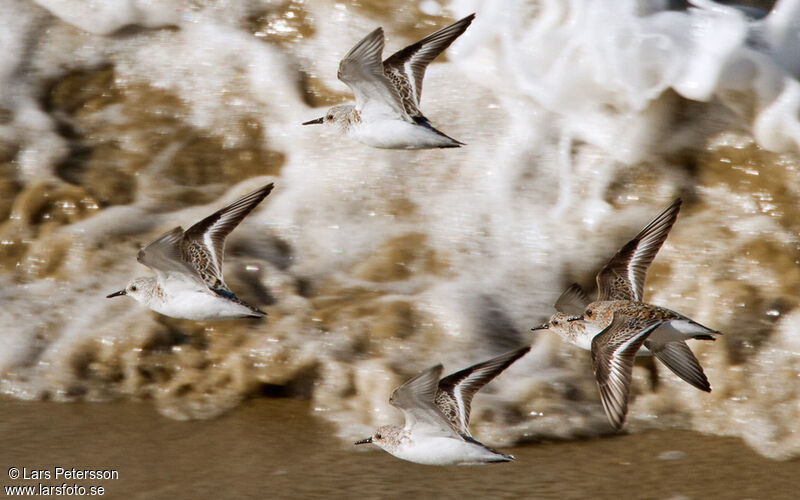 Bécasseau sanderling