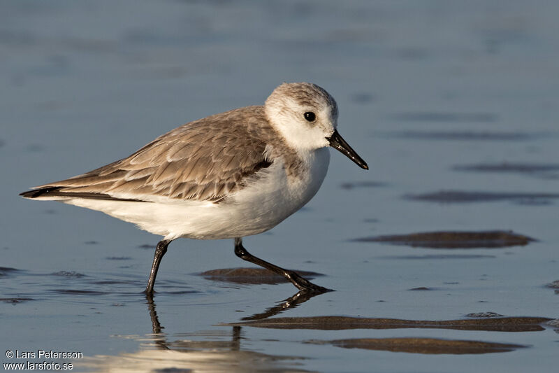 Sanderling