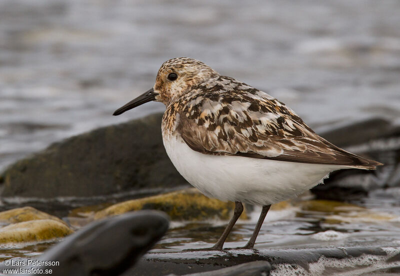 Bécasseau sanderling