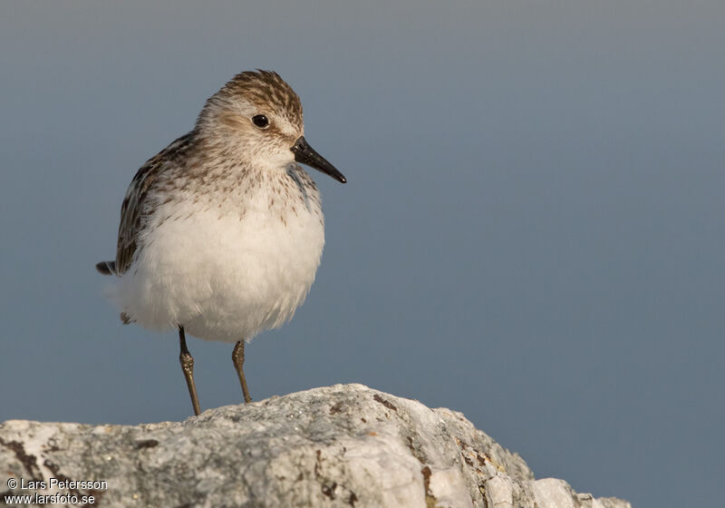 Semipalmated Sandpiper