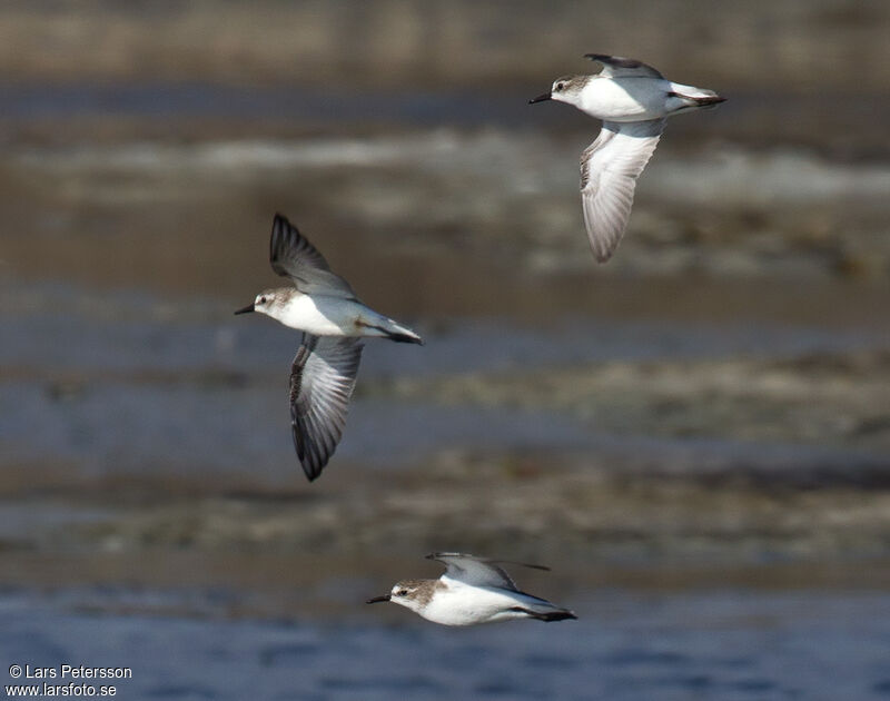 Semipalmated Sandpiper