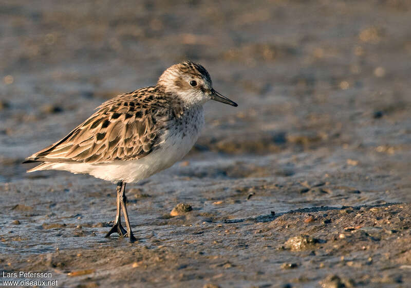 Bécasseau semipalméadulte nuptial, identification