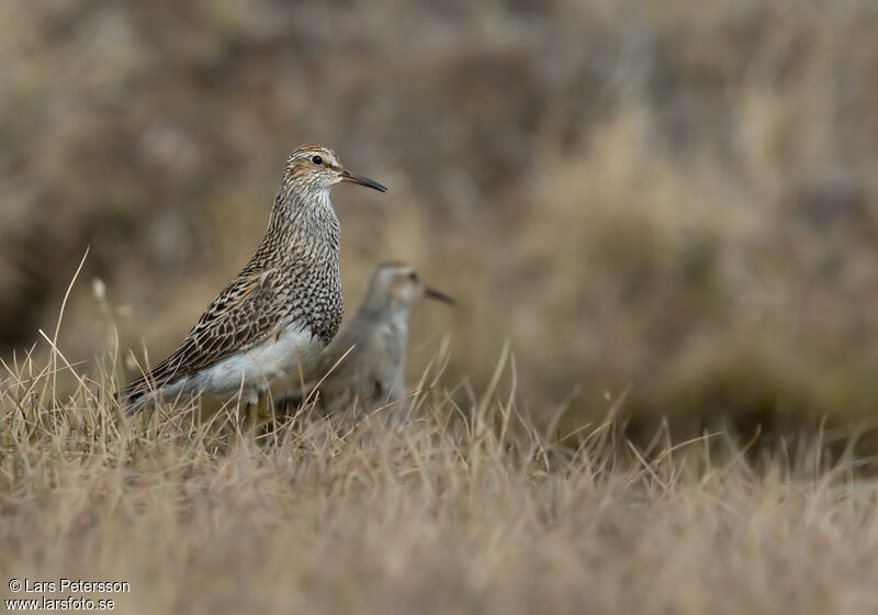 Pectoral Sandpiper