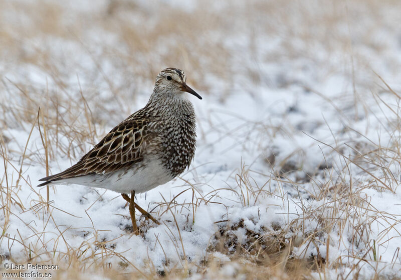 Pectoral Sandpiper