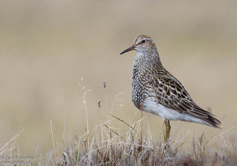 Pectoral Sandpiper