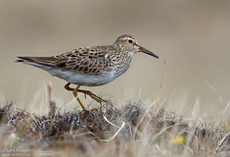 Pectoral Sandpiper