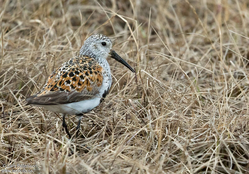 Bécasseau variable