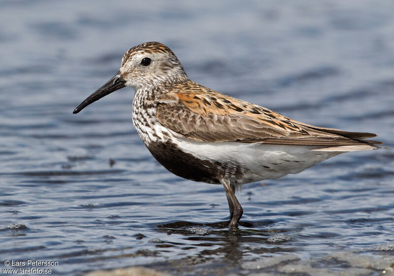 Dunlin