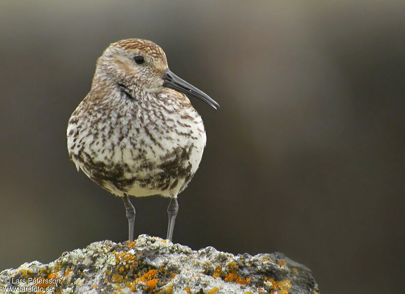 Dunlin