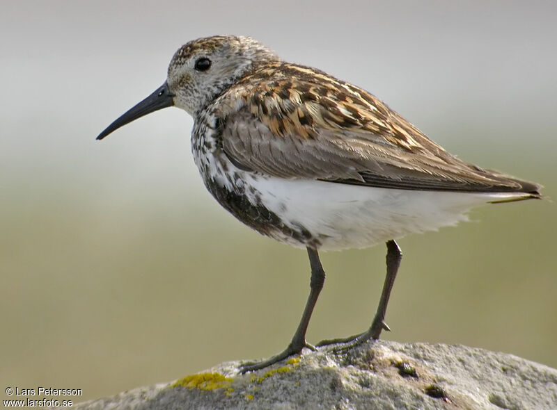 Dunlin