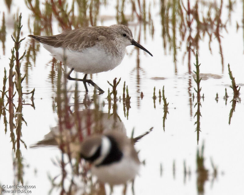 Dunlin