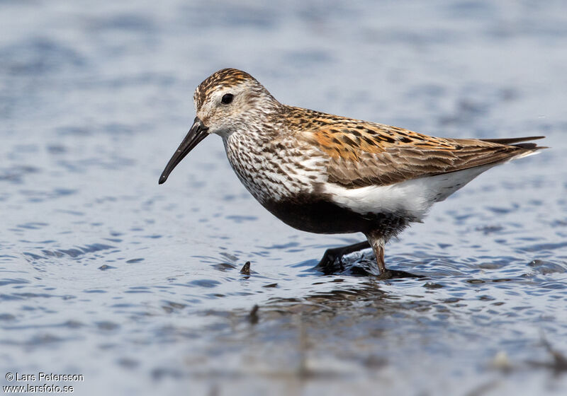 Dunlin