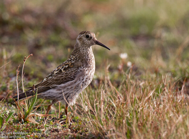 Purple Sandpiper