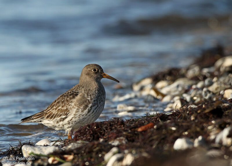 Purple Sandpiper