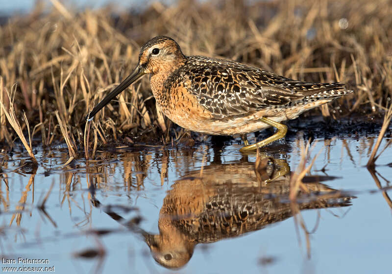 Long-billed Dowitcheradult breeding, habitat, pigmentation