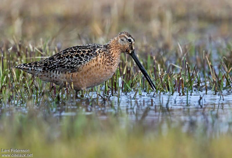 Bécassin à long becadulte nuptial, habitat, pigmentation, pêche/chasse