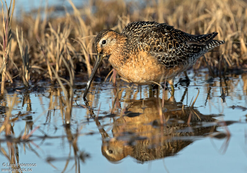 Long-billed Dowitcher