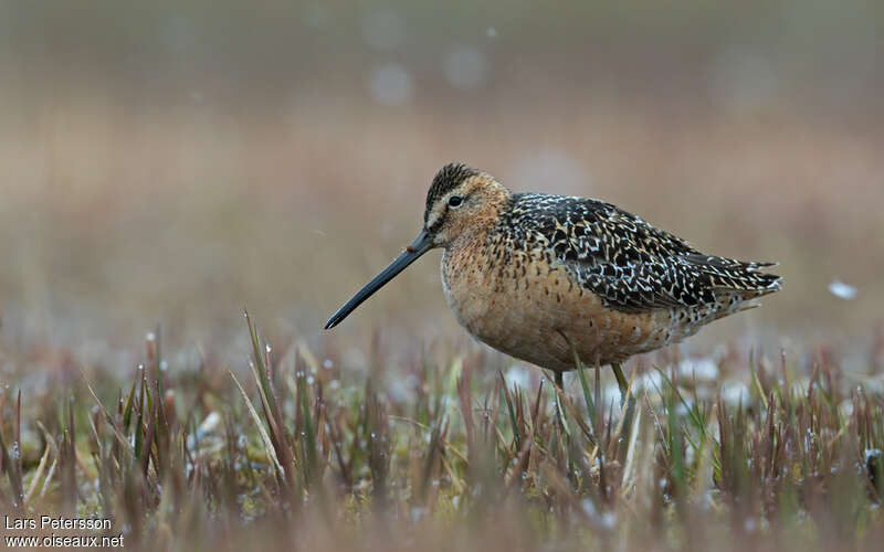 Long-billed Dowitcheradult breeding, close-up portrait