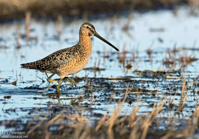 Long-billed Dowitcheradult breeding, identification