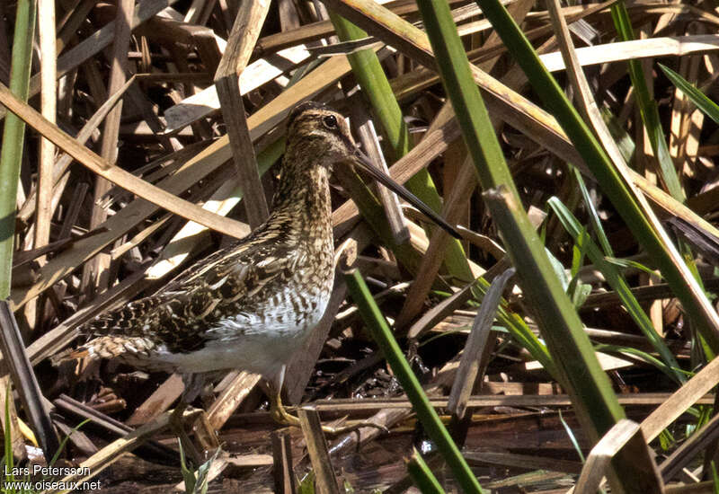 Bécassine africaine, camouflage, pigmentation