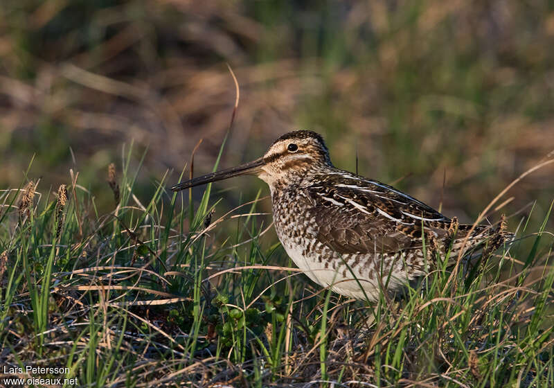 Wilson's Snipeadult, habitat, pigmentation