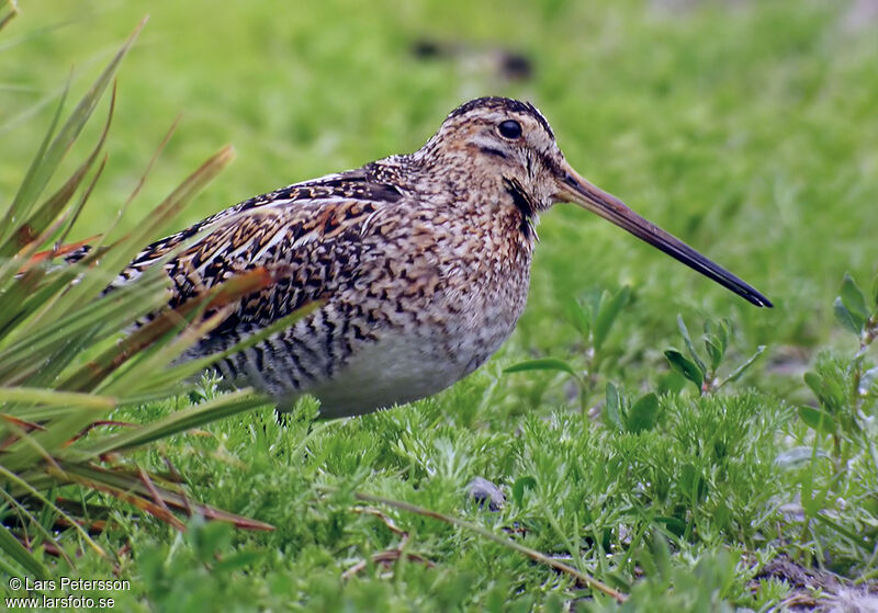 Common Snipe