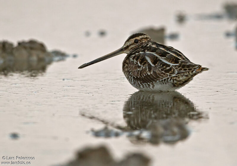 Common Snipe