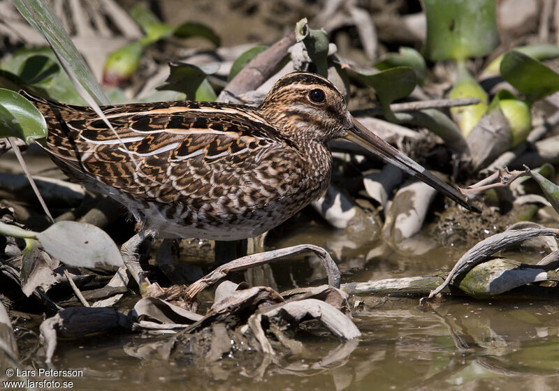 Common Snipe