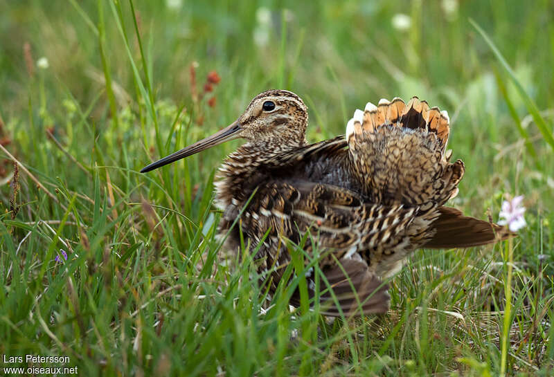 Bécassine doubleadulte, identification, parade