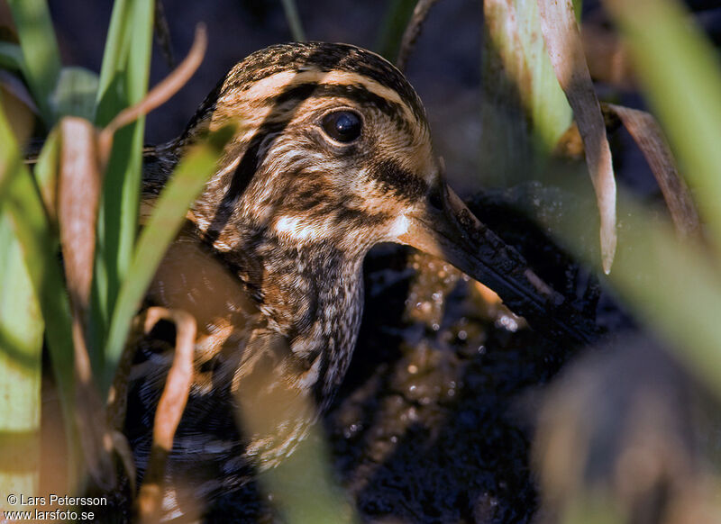 Jack Snipe