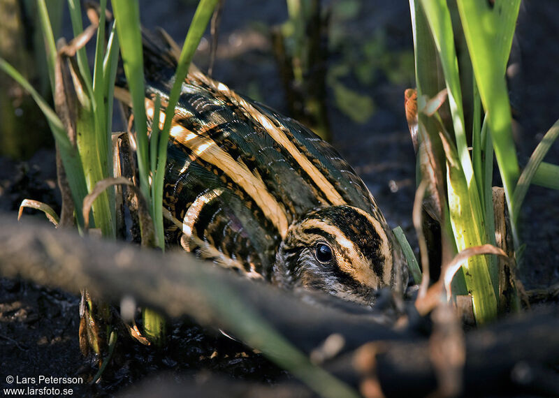 Jack Snipe