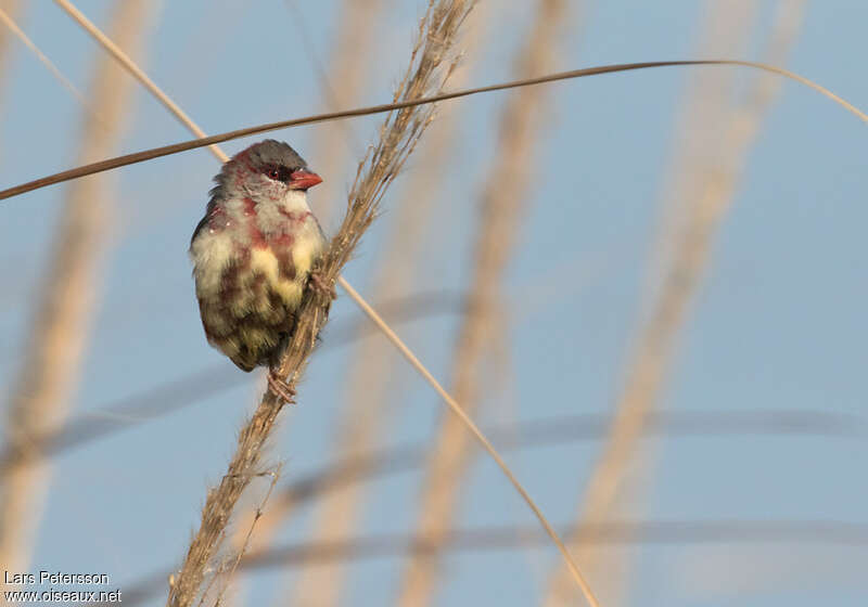 Red Avadavat male First year, close-up portrait