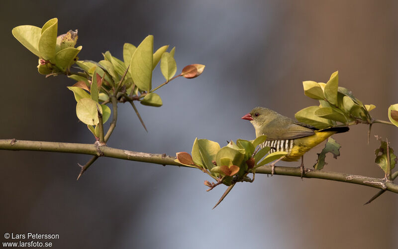 Green Avadavat