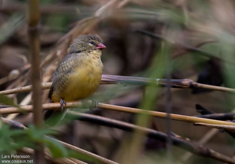 Bengali zébré femelle adulte, identification