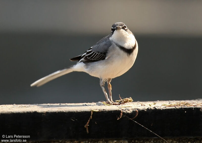 Mountain Wagtail