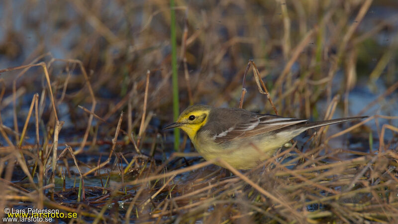 Citrine Wagtail