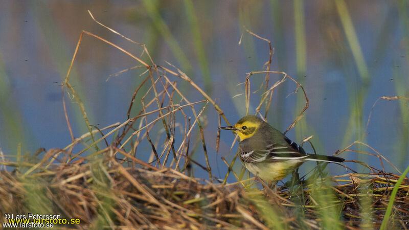 Citrine Wagtail