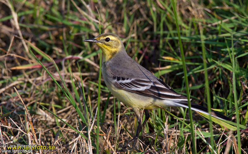 Citrine Wagtail