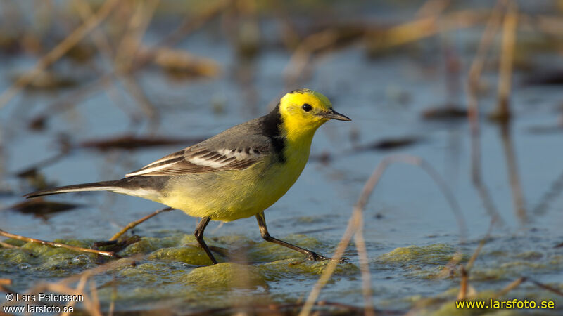 Citrine Wagtail