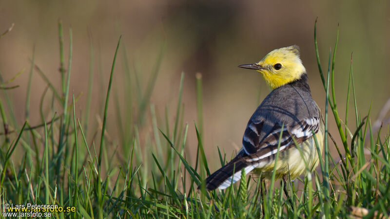 Citrine Wagtail