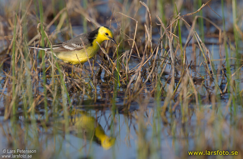 Citrine Wagtail