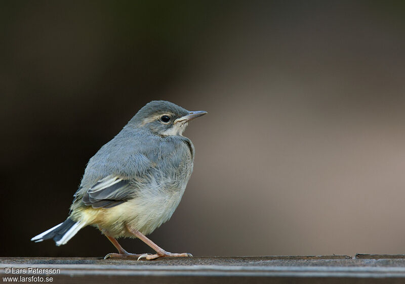 Grey Wagtail