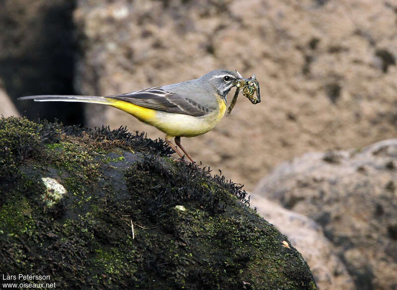 Grey Wagtail male adult, feeding habits, fishing/hunting