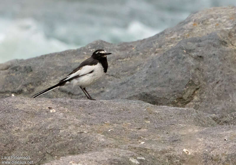 Japanese Wagtailadult, habitat