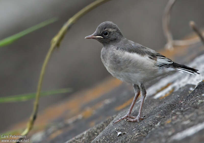 Japanese Wagtailjuvenile