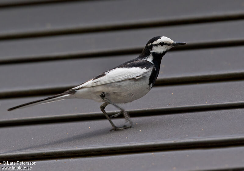 White Wagtail