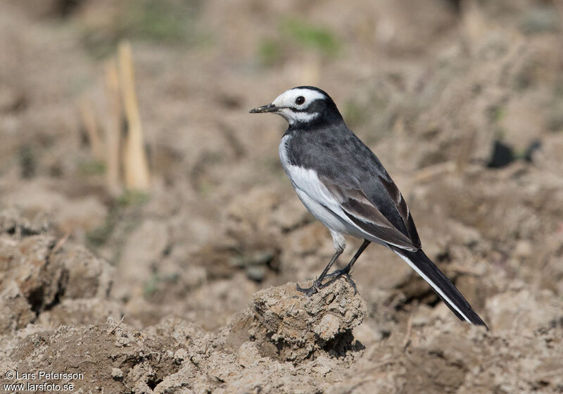 White Wagtail